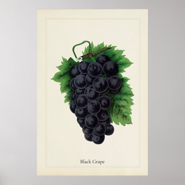 Antique Black Grapes Botanical Culinary Art Print (Front)