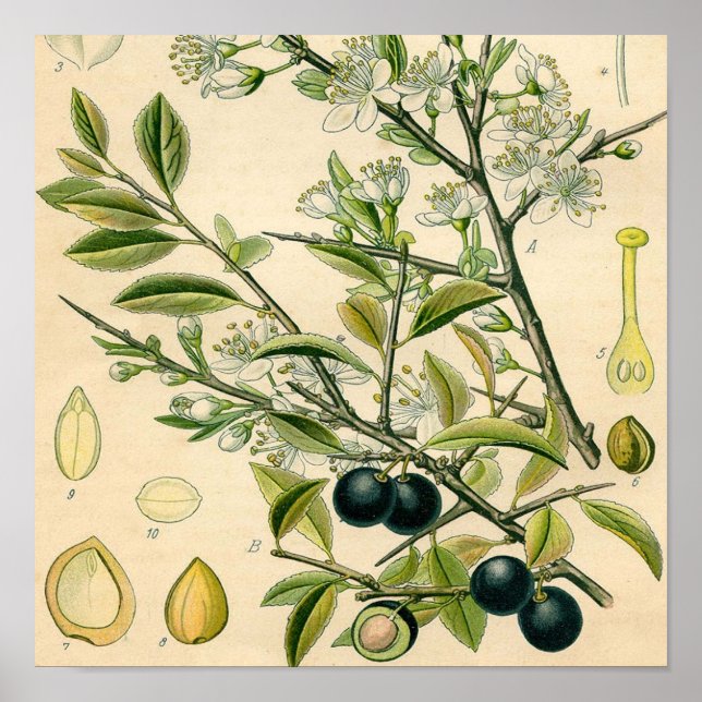 Antique Blackthorn Botanical Print Flower Berry (Front)