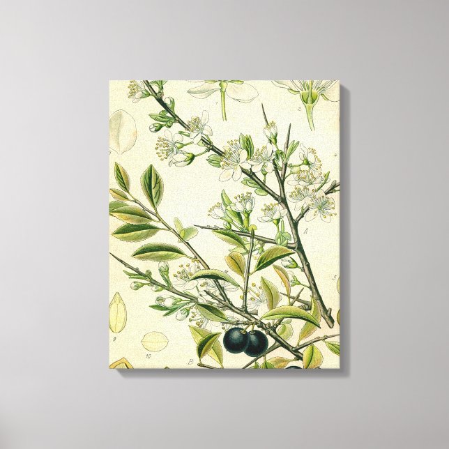 Antique Blackthorn Botanical Print Flower Berry (Front)
