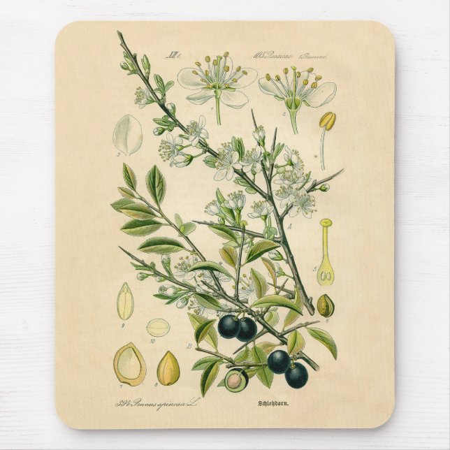 Antique Blackthorn Botanical Print Flower Berry Mouse Pad (Front)