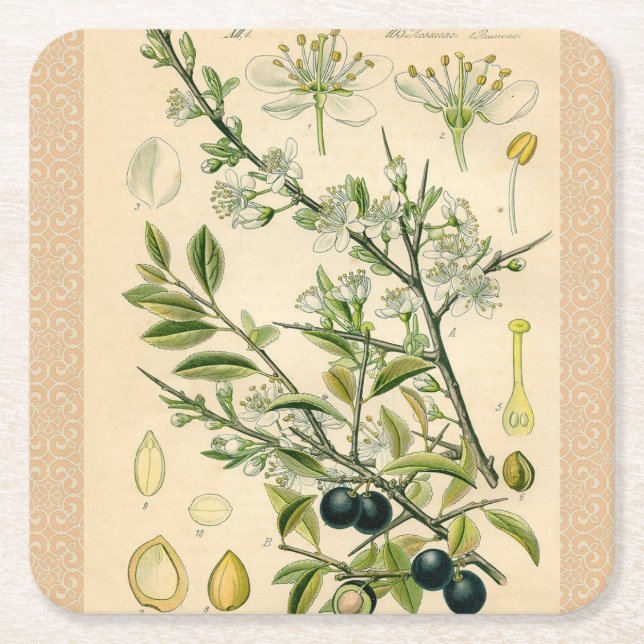 Antique Blackthorn Botanical Print Flower Berry Square Paper Coaster (Front)