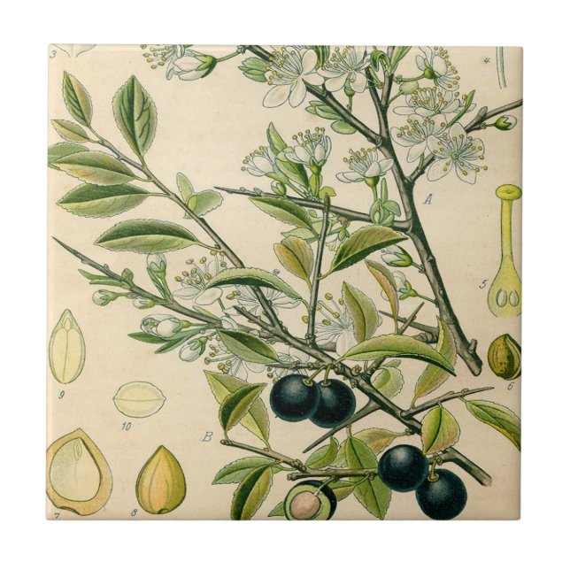 Antique Blackthorn Botanical Print Flower Berry Tile (Front)
