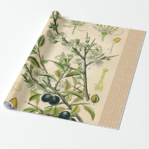 Antique Blackthorn Botanical Print Flower Berry Wrapping Paper