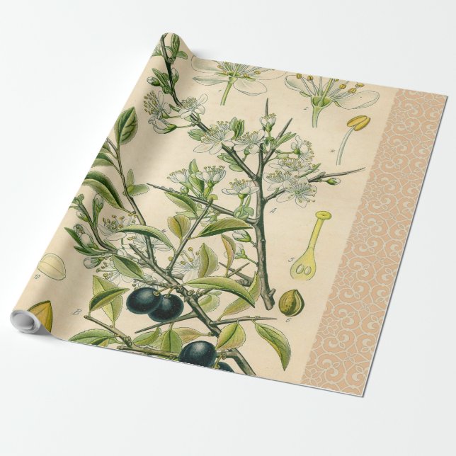 Antique Blackthorn Botanical Print Flower Berry Wrapping Paper (Unrolled)