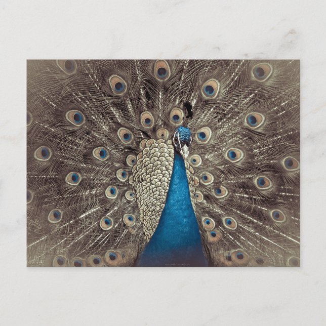 Antique Blue Peacock Postcard (Front)