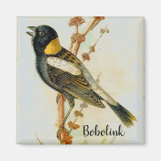 Antique Bobolink Bird Magnet dessiné à la main