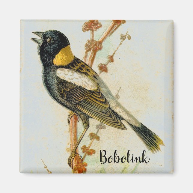 Antique Bobolink Bird Magnet dessiné à la main (Devant)