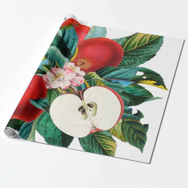 Antique botanical apple fruit arrangement, apple t wrapping paper (Unrolled)