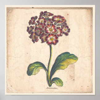 Antique Botanical Print Poster Auricula, Primrose