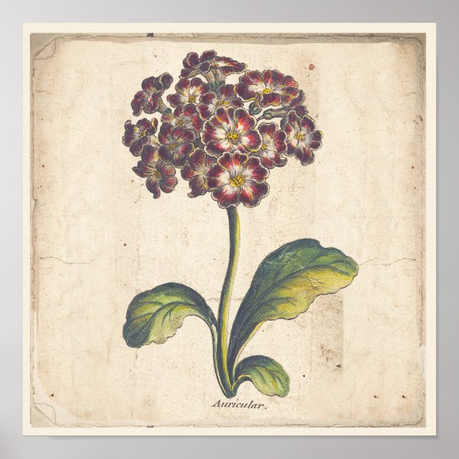 Antique Botanical Print Poster Auricula, Primrose (Front)