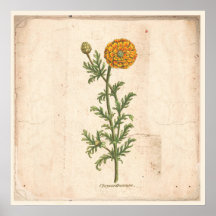 Antique Botanical Print Poster Chrysanthemum
