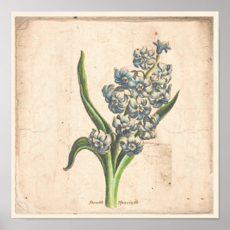 Antique Botanical Print Poster Hyacinth Blooms