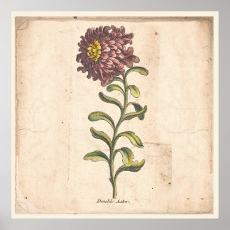Antique Botanical Print Poster Purple Aster