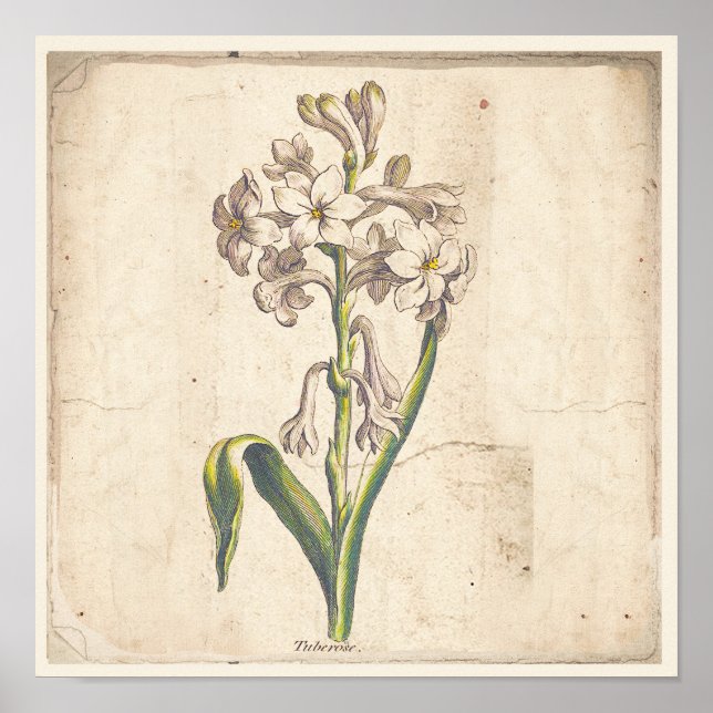 Antique Botanical Print Poster Tuberoses (Front)