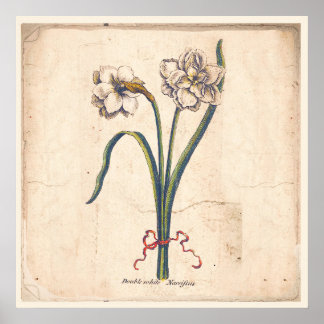 Antique Botanical Print Poster White Narcissus