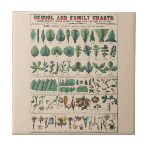 Antique Botanical School Chart Vintage Nature Tile