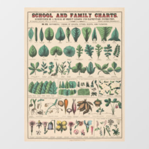 Antique Botanical School Chart Vintage Nature Window Cling