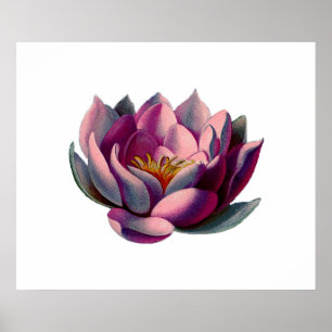 Antique Botanicals Pink Water Lily Lotus Poster