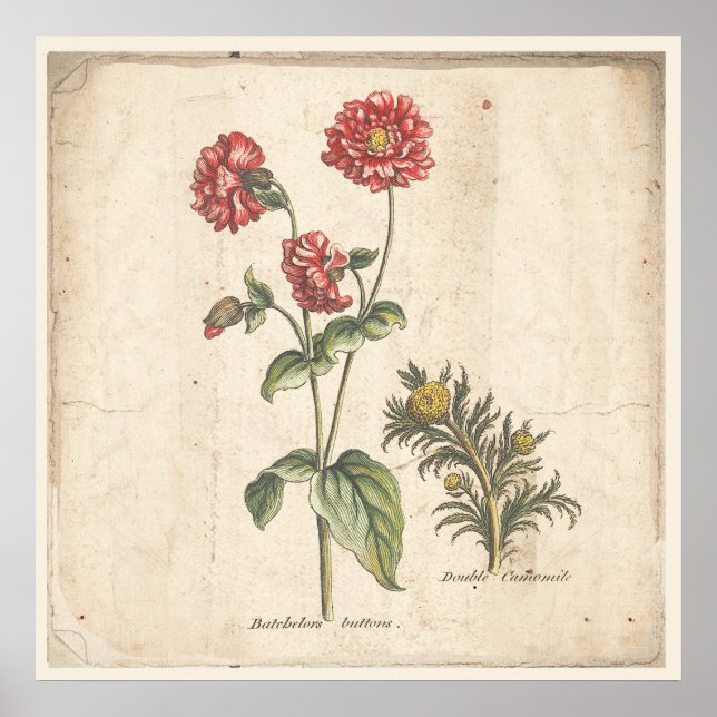 Antique Botanique Imprimer Poster Bachelors Bouton (Devant)