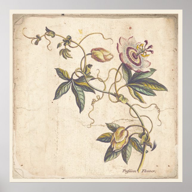 Antique Botanique Imprimer Poster Passion Fower (Devant)