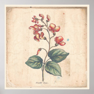 Antique Botanique Imprimer Poster Scarlet Runner B