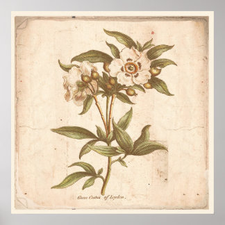 Antique Botanique Poster Cistus, Rose de rock