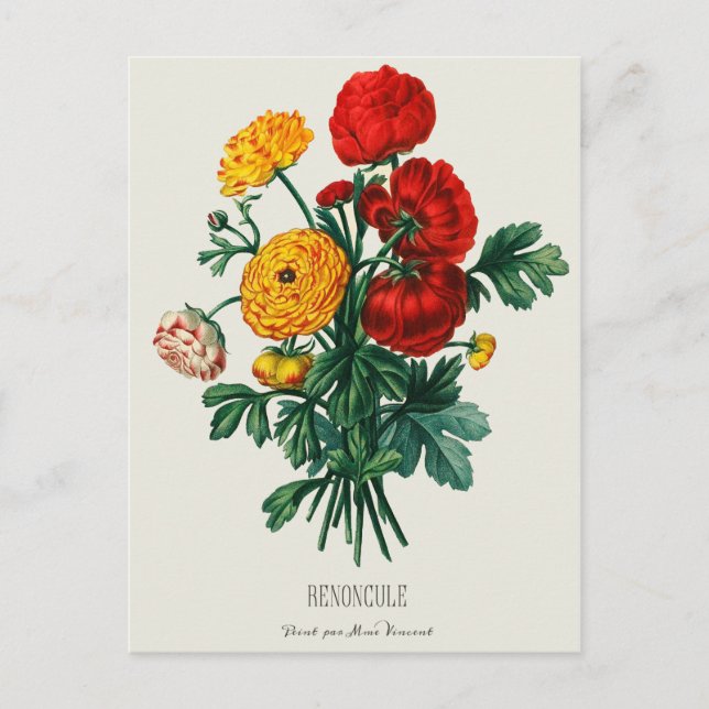 Antique Bouquet, Red & Yellow Ranunculus Flowers Postcard (Front)