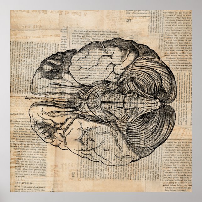 Antique Brain Diagram Old Fashioned Art Poster (Front)