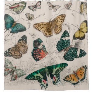 Antique Butterfly Illustration: 1820 Goldsmith