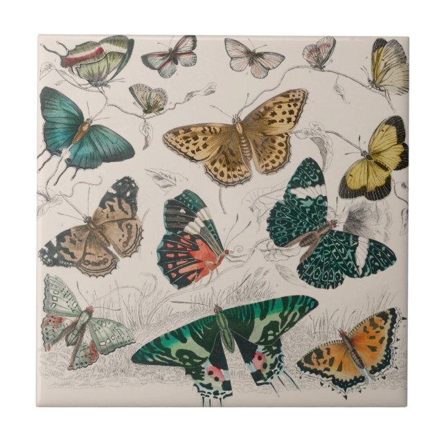 Antique Butterfly Illustration: 1820 Goldsmith Tile (Front)