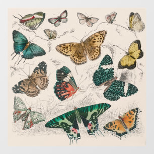 Antique Butterfly Illustration: 1820 Goldsmith Window Cling