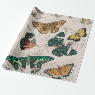 Antique Butterfly Illustration: 1820 Goldsmith Wrapping Paper