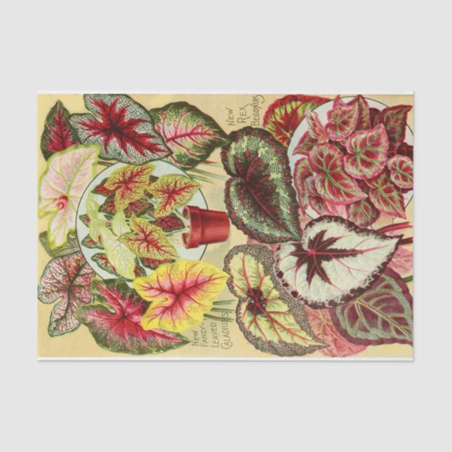 Antique Caladiums and Rex Begonia Tissue Paper (Front)