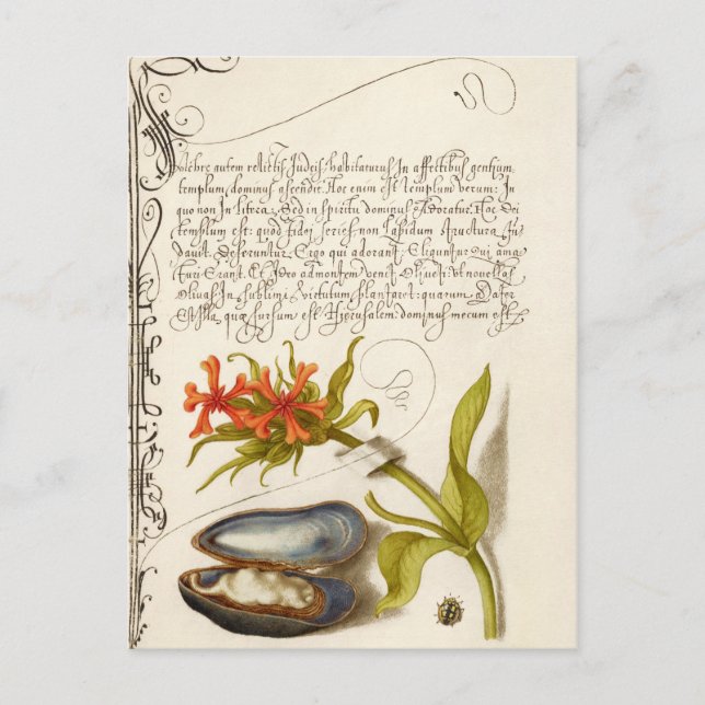 Antique calligraphy text botanical illustration po postcard (Front)