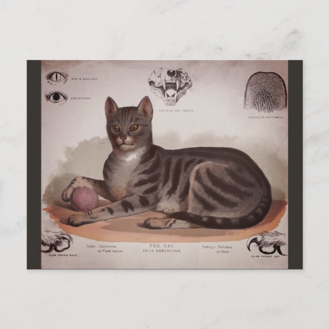 Antique carte (Devant)