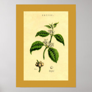 Antique Coffee Plant Botanical Print