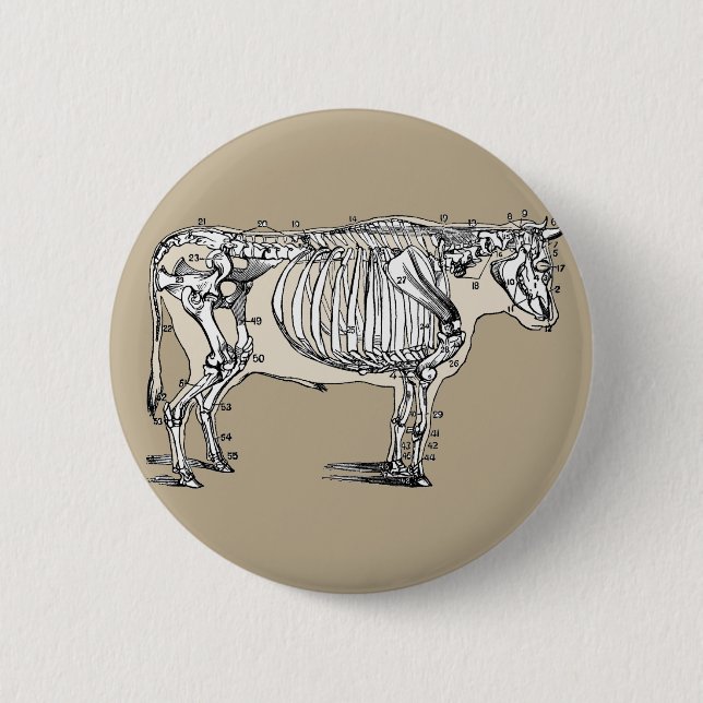 Antique Cow Skeleton Bones Fun 2 Inch Round Button (Front)