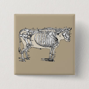 Antique Cow Skeleton Bones Fun 2 Inch Square Button
