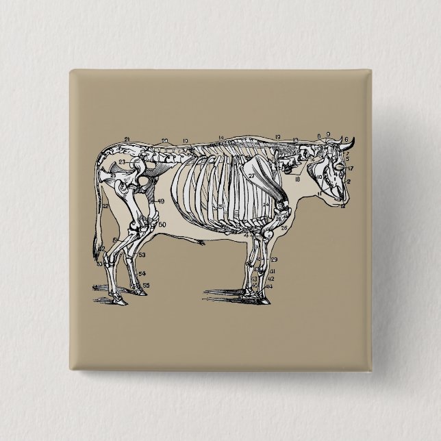 Antique Cow Skeleton Bones Fun 2 Inch Square Button (Front)