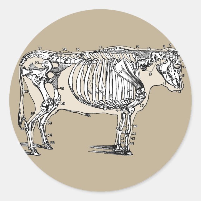 Antique Cow Skeleton Bones Fun Classic Round Sticker (Front)