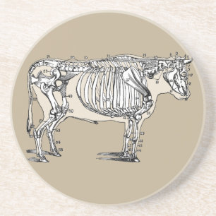 Antique Cow Skeleton Bones Fun Coaster