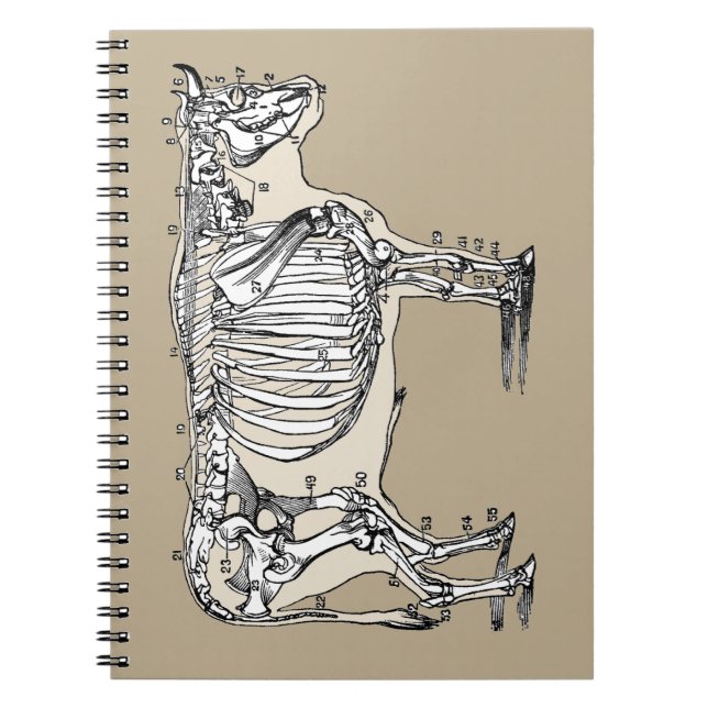 Antique Cow Skeleton Bones Fun Notebook (Front)