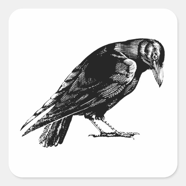 Antique Crow Blackbird RavenTotebag Square Sticker (Front)