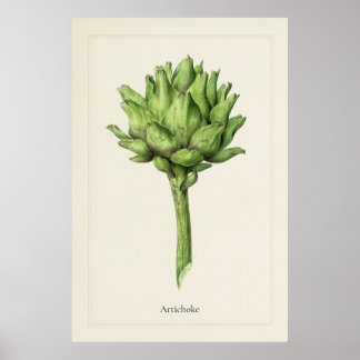 Antique Culinary Artichoke Botanical Art Print