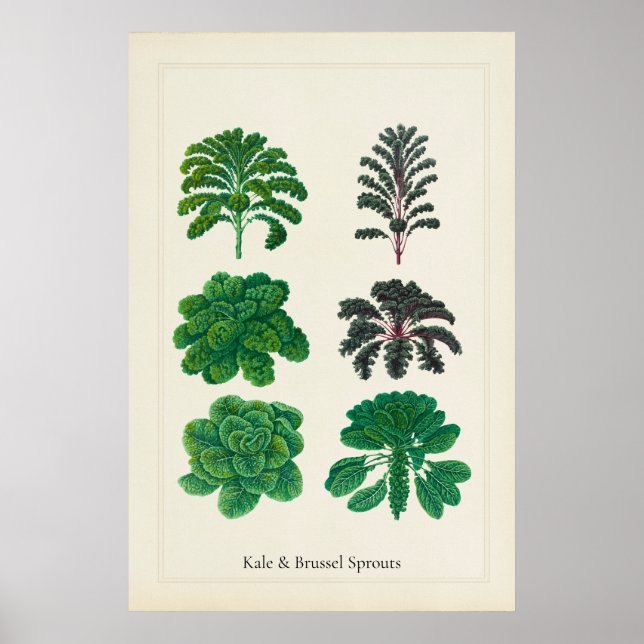 Antique Culinary Botanical Art Print Kale  (Front)