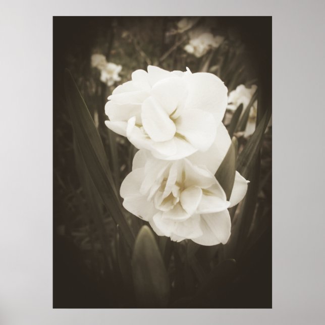 Antique Daffodil Print (Front)