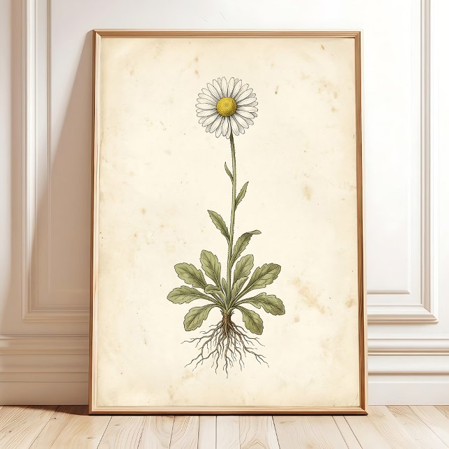 Antique Daisy Botanical Farmhouse Decor (Creator Uploaded)