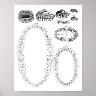 Antique Dental Tooth Chart