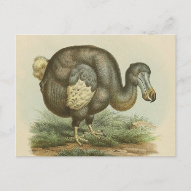 Antique Dodo Bird Natural History Postcard (Front)