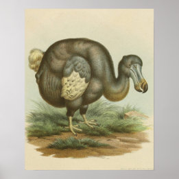Antique Dodo Bird Natural History Poster